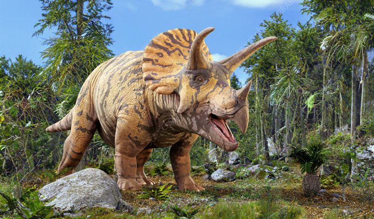 Tyceratops is a newly discovered species of dinosaur